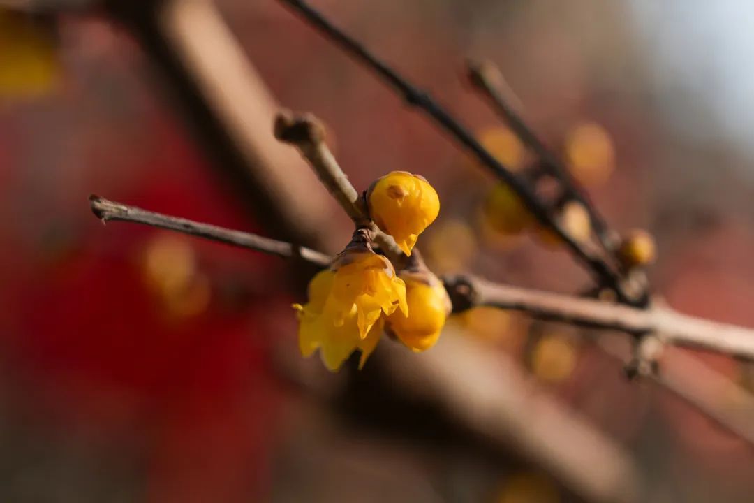 狠狠治愈!春天就要来北京爬这些山! 狠狠治愈!春天就要来北京爬这些山!