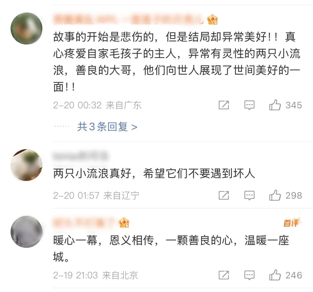 5万悬赏走失的爱犬，被两只流浪狗收养！犬主：都收养了！网友：希望不是摆拍