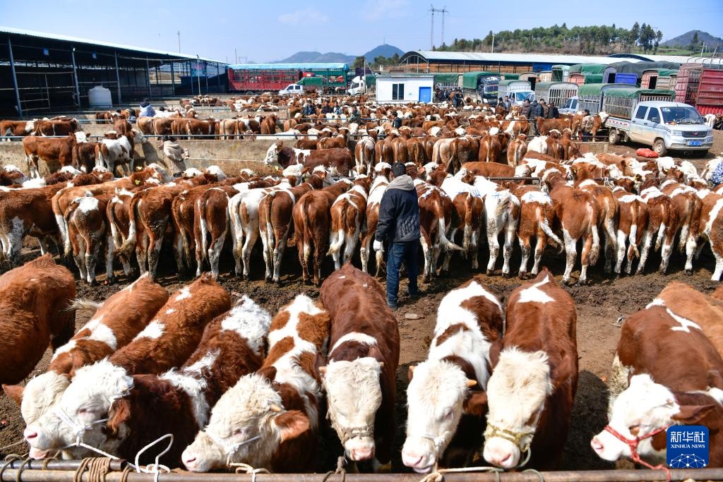 春耕牛市供销旺 春耕牛市供销旺