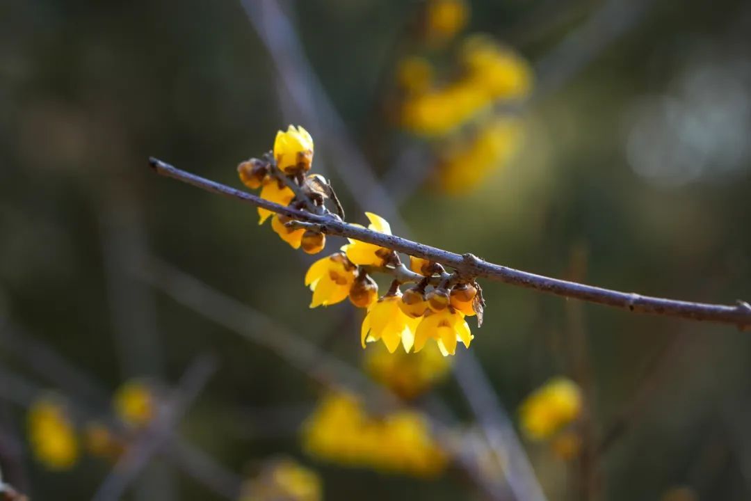 狠狠治愈!春天就要来北京爬这些山! 狠狠治愈!春天就要来北京爬这些山!