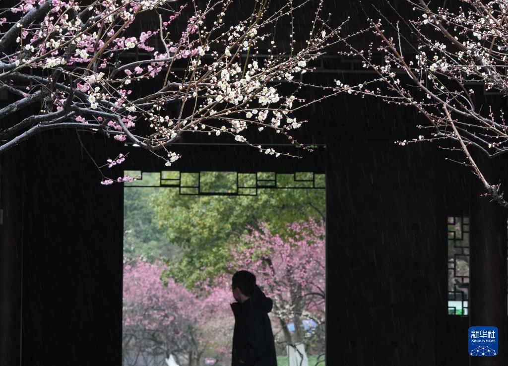 杭州：超山赏花