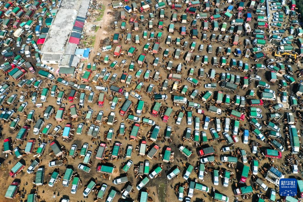 春耕牛市供销旺 春耕牛市供销旺