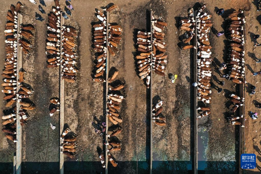 春耕牛市供销旺 春耕牛市供销旺