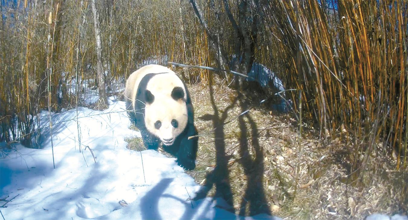 “医”路守护 为大熊猫建立健康防线 “医”路守护 为大熊猫建立健康防线
