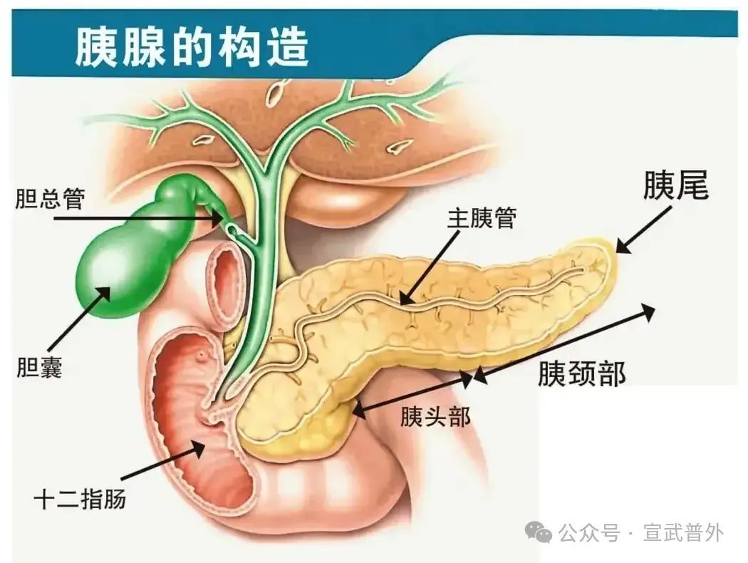 得了胰腺囊肿怎么办？