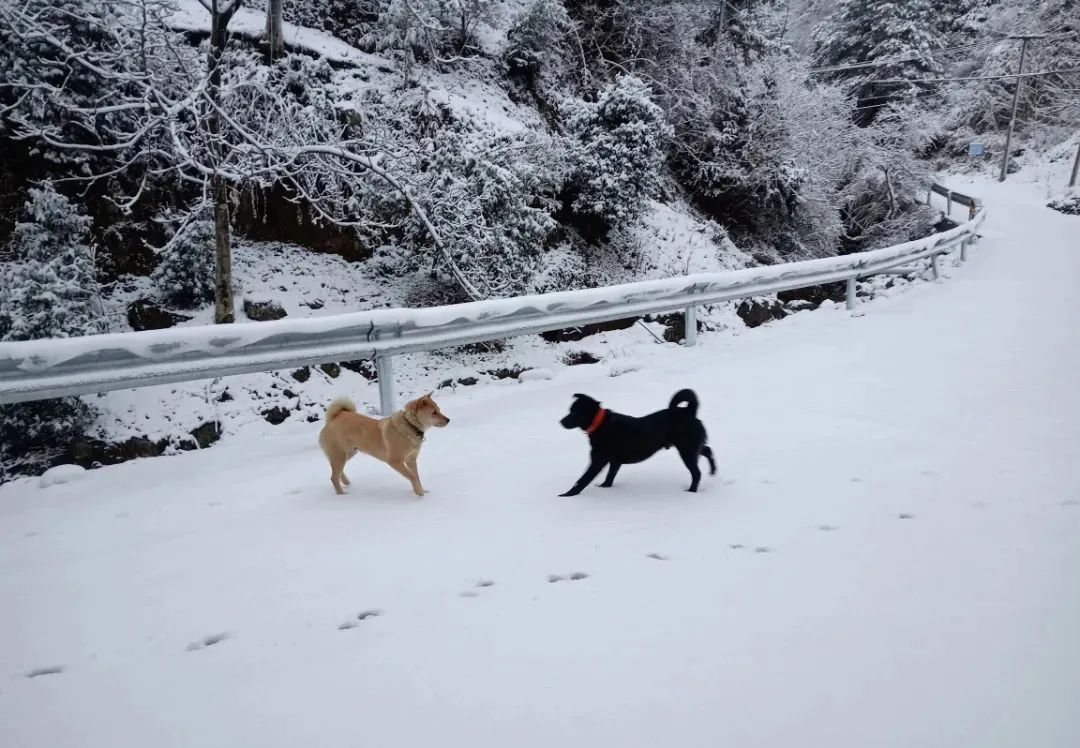 零下7℃！大到暴雪！周末还有一波猛的，杭州人出门千万注意.....