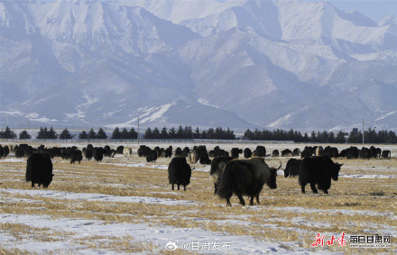 山丹马场早春雪原牧歌图确实美