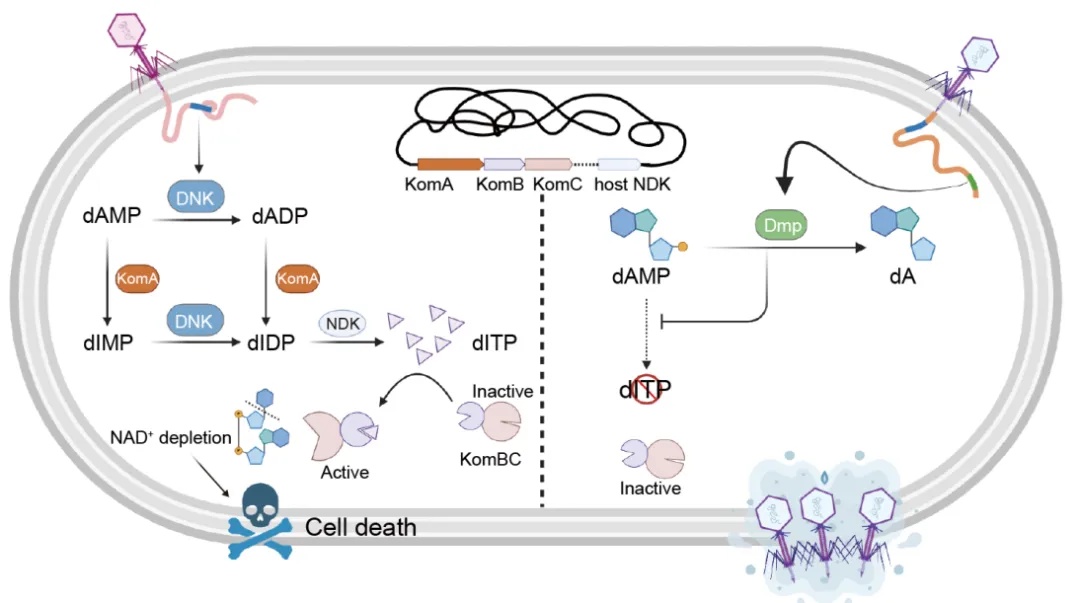 我国科学家，重大发现！