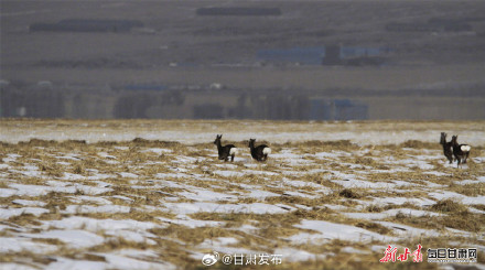 山丹马场早春雪原牧歌图确实美