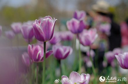 春和景明!昆明各色郁金香绽放迎春 春和景明!昆明各色郁金香绽放迎春