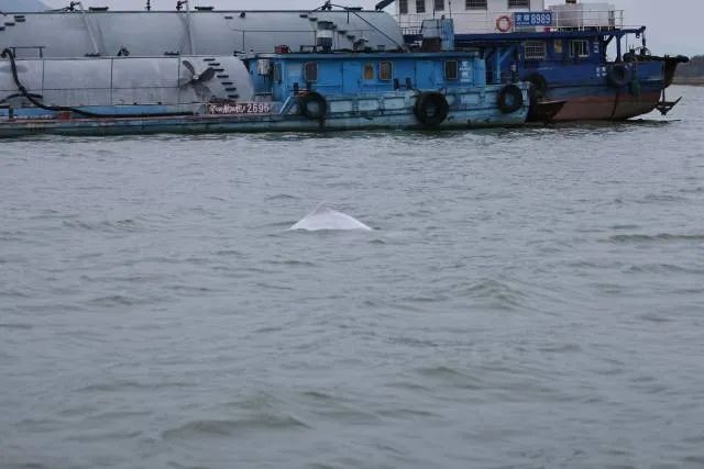 接力守护！北江再现“海上大熊猫”