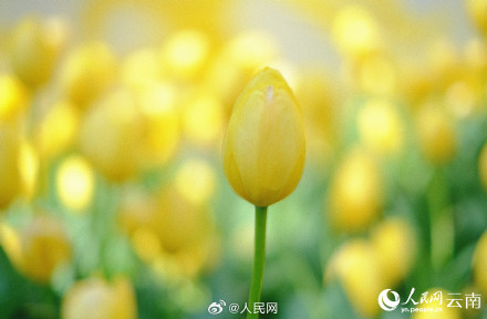 春和景明!昆明各色郁金香绽放迎春 春和景明!昆明各色郁金香绽放迎春