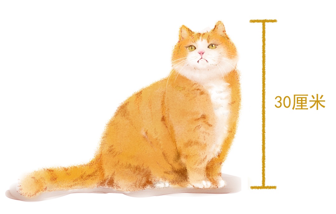 故宫猫成计量单位!你熟悉的故宫文物是多少“帕”? 故宫猫成计量单位!你熟悉的故宫文物是多少“帕”?