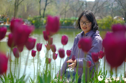 春和景明!昆明各色郁金香绽放迎春 春和景明!昆明各色郁金香绽放迎春