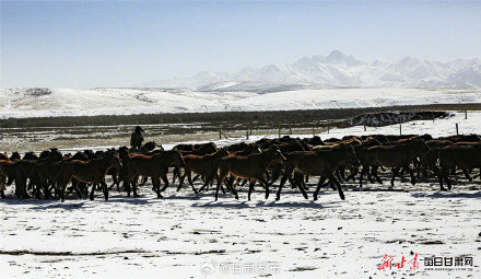 山丹马场早春雪原牧歌图确实美