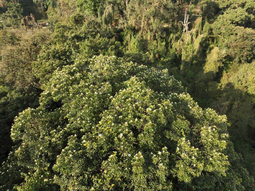 云南芒市发现极小种群野生植物壮丽含笑