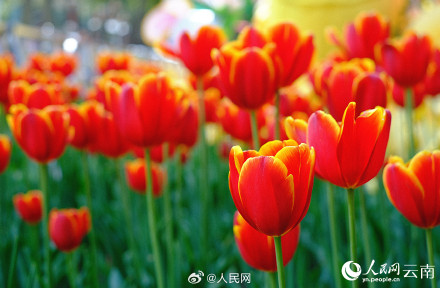 春和景明!昆明各色郁金香绽放迎春 春和景明!昆明各色郁金香绽放迎春