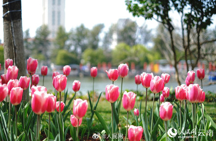 春和景明!昆明各色郁金香绽放迎春 春和景明!昆明各色郁金香绽放迎春