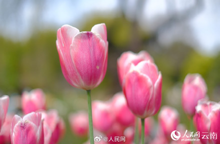 春和景明!昆明各色郁金香绽放迎春 春和景明!昆明各色郁金香绽放迎春