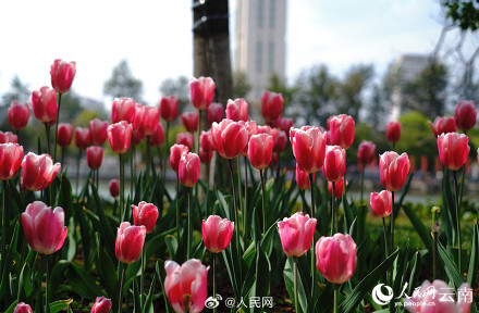 春和景明!昆明各色郁金香绽放迎春 春和景明!昆明各色郁金香绽放迎春