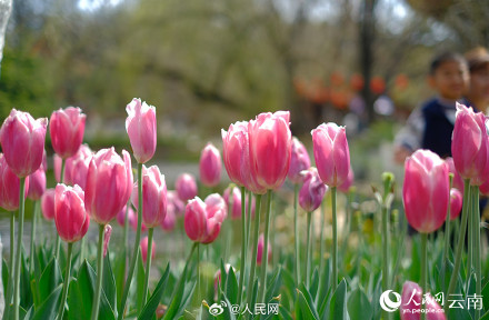 春和景明!昆明各色郁金香绽放迎春 春和景明!昆明各色郁金香绽放迎春