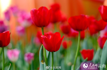 春和景明!昆明各色郁金香绽放迎春 春和景明!昆明各色郁金香绽放迎春