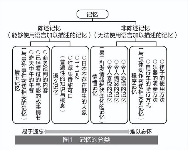 年龄越大越健忘,其实这是大脑在不断进步 年龄越大越健忘,其实这是大脑在不断进步