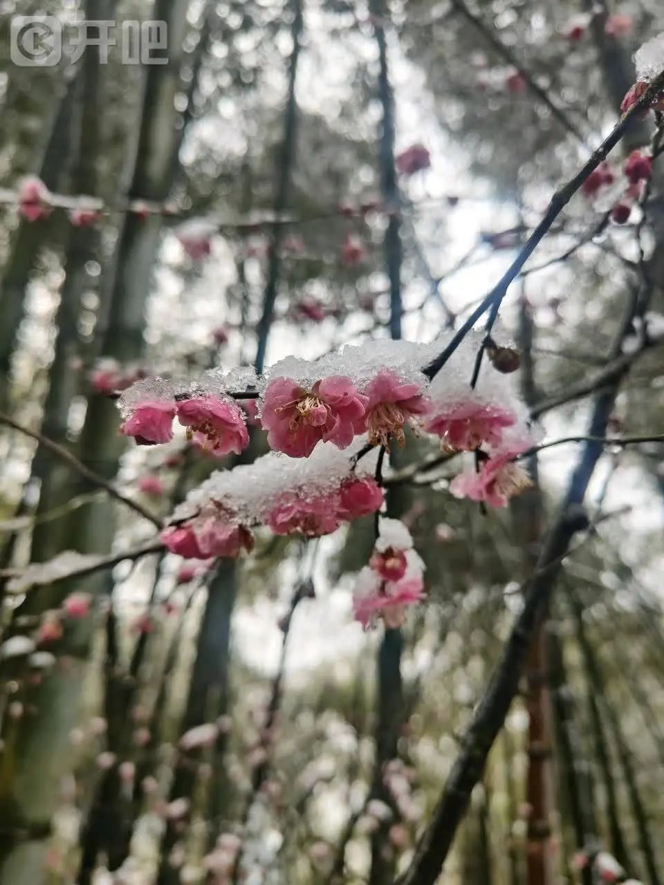 “好厚的雪🤩”不少杭州人涌入！有人凌晨5点就出发……网友：还能看到吗？