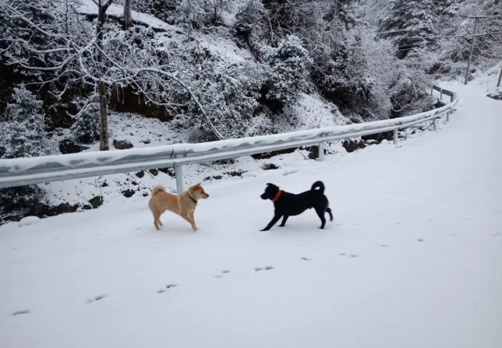 上海明天气温暴跌，最低-3℃！周末不少人纷纷离沪，就为……