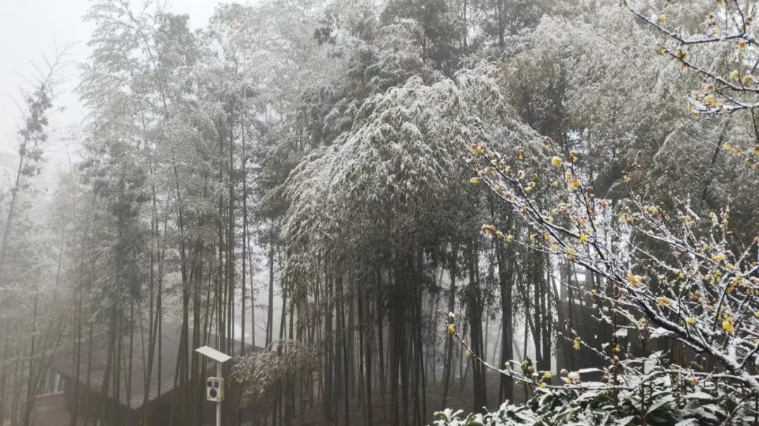 上海明天气温暴跌，最低-3℃！周末不少人纷纷离沪，就为……