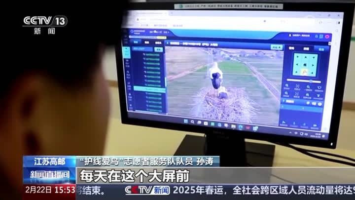 高邮东方白鹳进入繁育期，将新添160只鹳宝宝