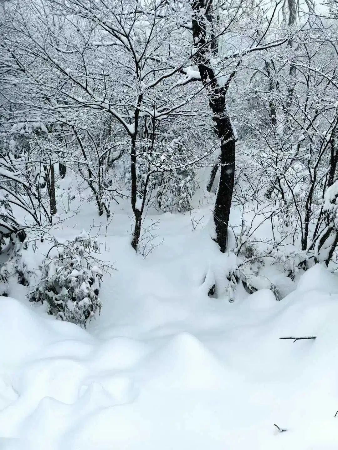 “好厚的雪🤩”不少杭州人涌入！有人凌晨5点就出发……网友：还能看到吗？