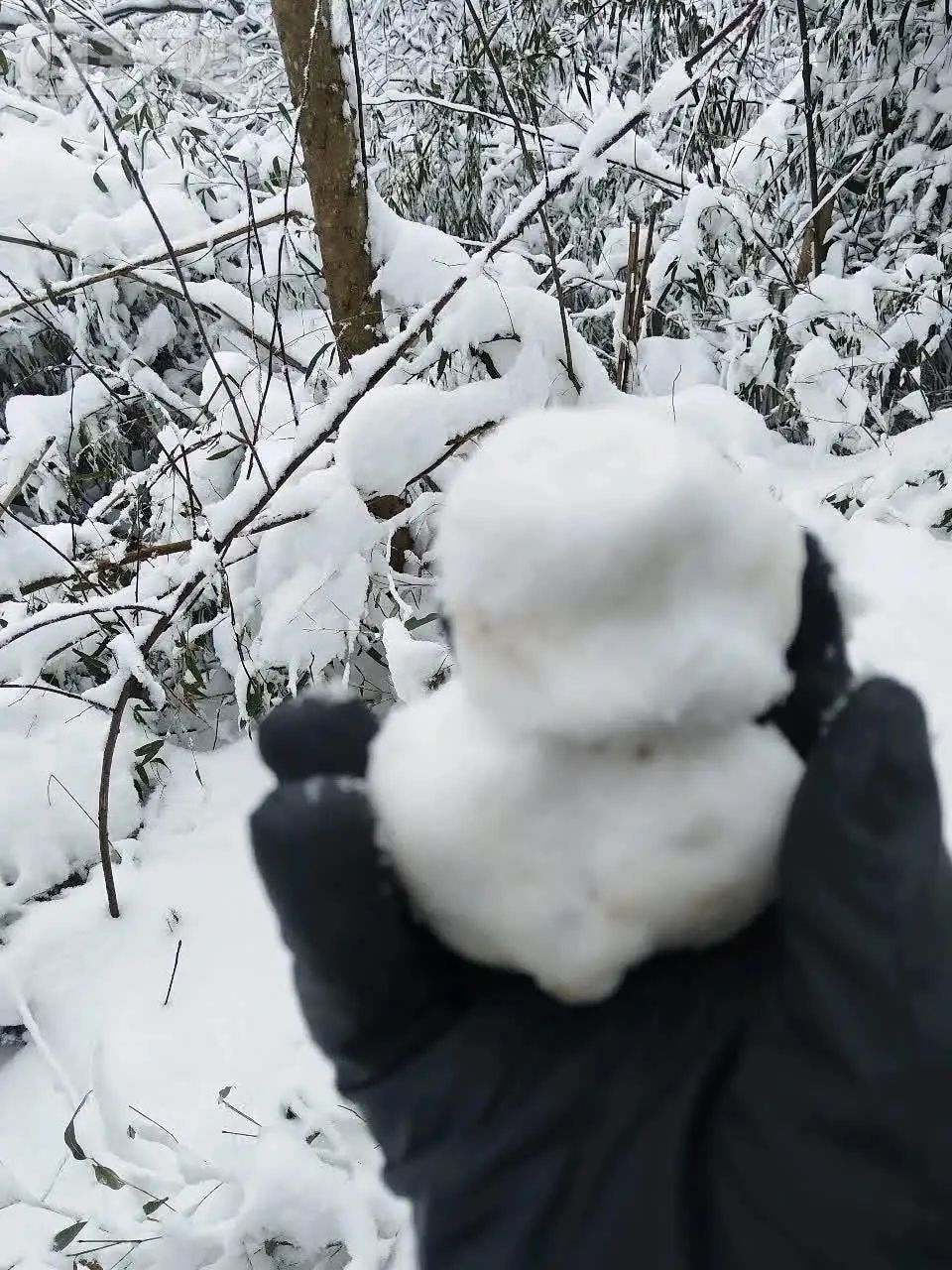 “好厚的雪🤩”不少杭州人涌入！有人凌晨5点就出发……网友：还能看到吗？