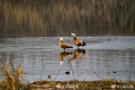 “呆萌”濒危物种赤麻鸭现身汾河