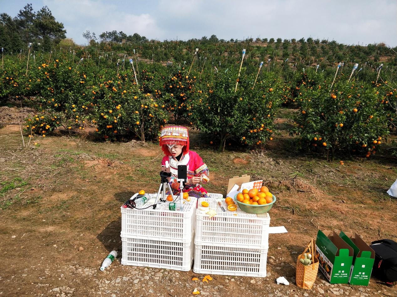 龙头民企“挑大梁” 湖南江华加快农业产业规模化发展