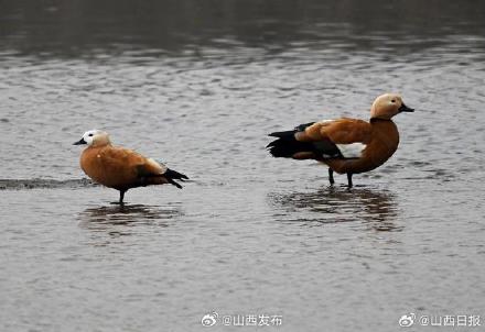 “呆萌”濒危物种赤麻鸭现身汾河