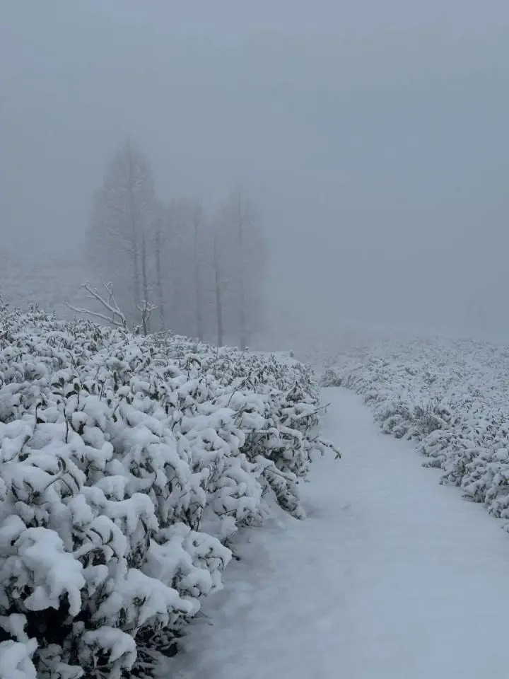 上海明天气温暴跌，最低-3℃！周末不少人纷纷离沪，就为……