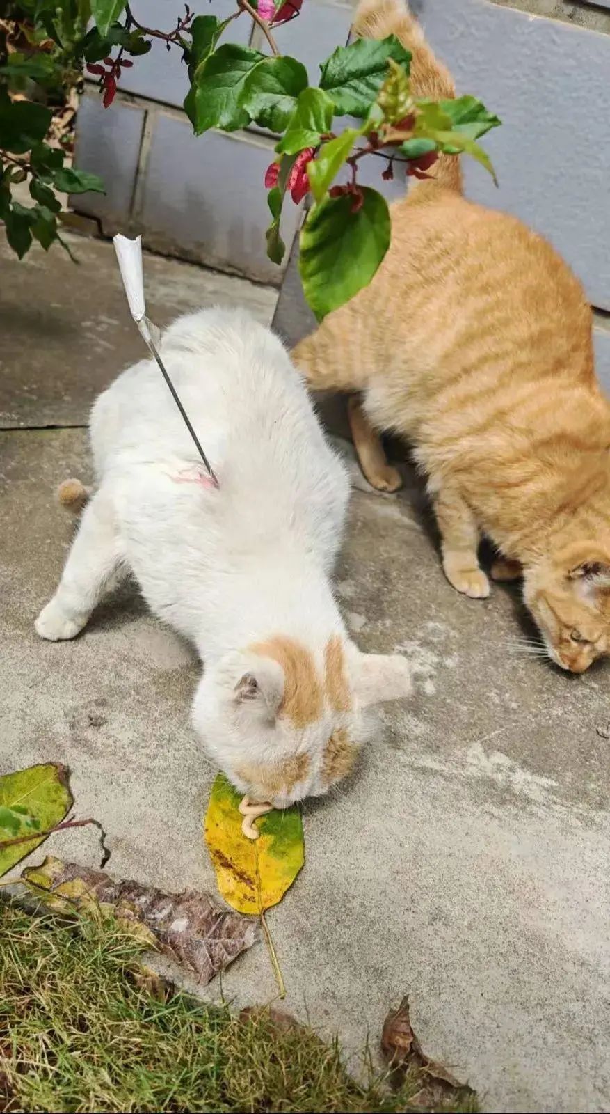 最新 | 虐猫男子被拘！