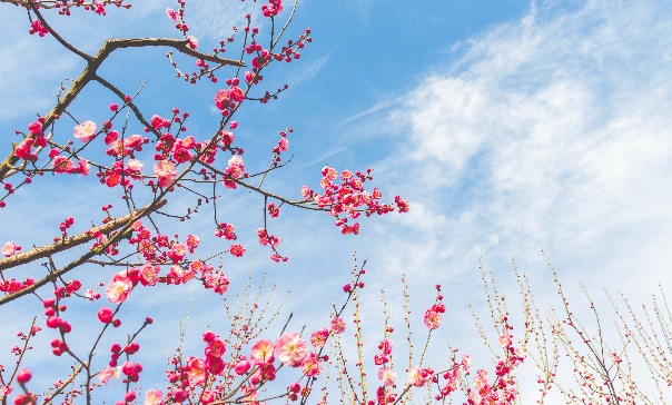 本周大回暖来了,北京第一波迎春赏花预报>> 本周大回暖来了,北京第一波迎春赏花预报>>