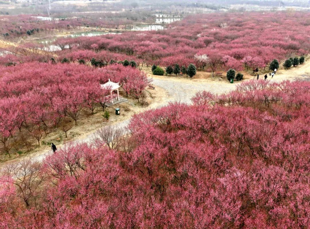 合肥⇋巢湖定制专线直达“花海”