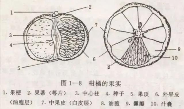 买到的橘子果皮变蓝是发霉了吗?还能吃吗? 买到的橘子果皮变蓝是发霉了吗?还能吃吗?