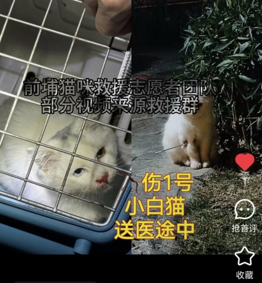 丧心病狂！厦门多只流浪猫被铁箭射中 4只送医1只死亡