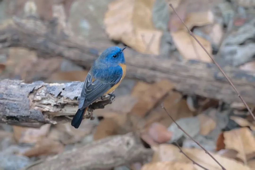 罕见!在合肥大蜀山首次拍到 罕见!在合肥大蜀山首次拍到
