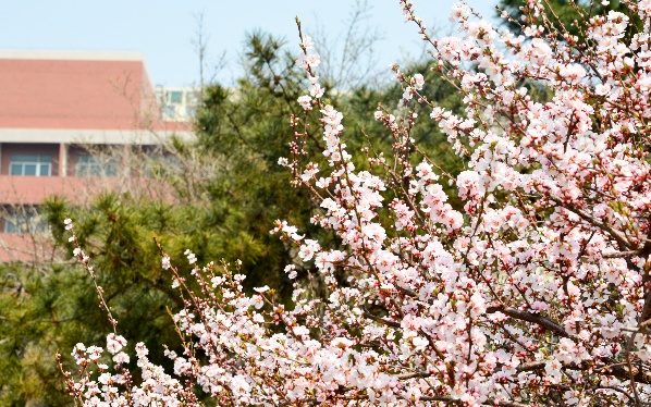 本周大回暖来了,北京第一波迎春赏花预报>> 本周大回暖来了,北京第一波迎春赏花预报>>