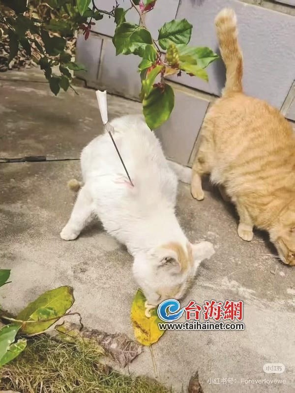 丧心病狂！厦门多只流浪猫被铁箭射中 4只送医1只死亡