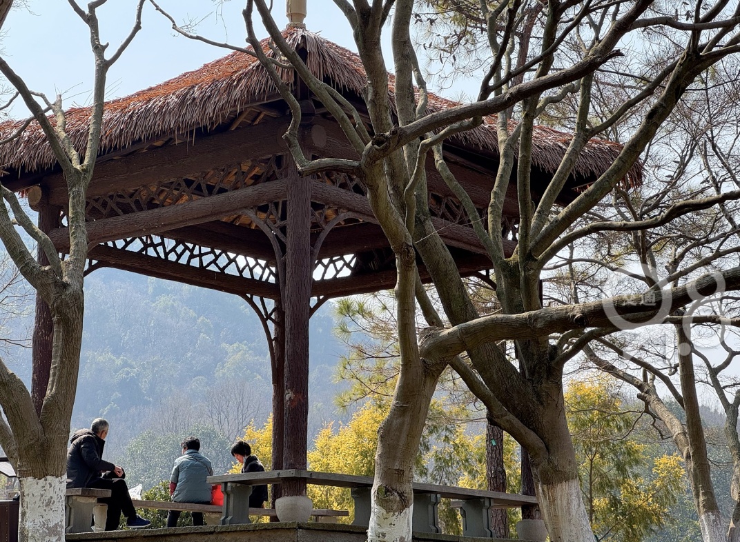 西湖边的顶流回来了！即将人山人海...