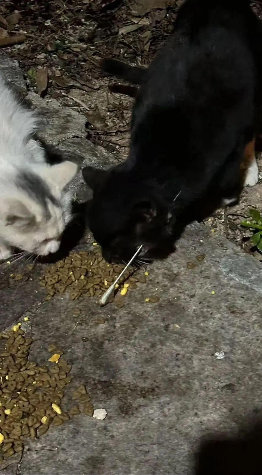 最新 | 虐猫男子被拘！