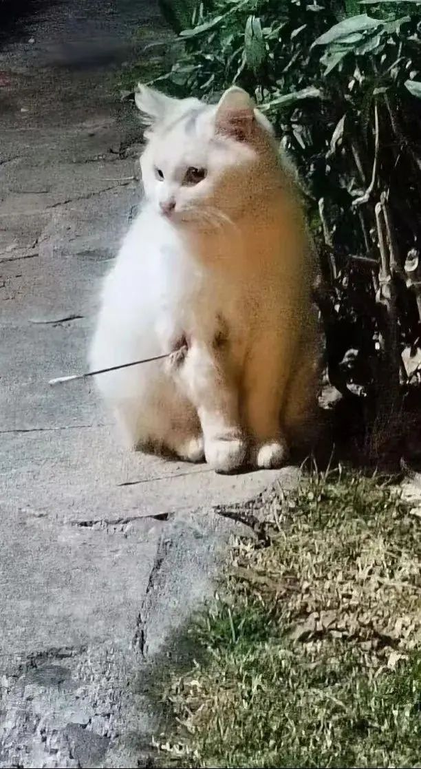 最新 | 虐猫男子被拘！