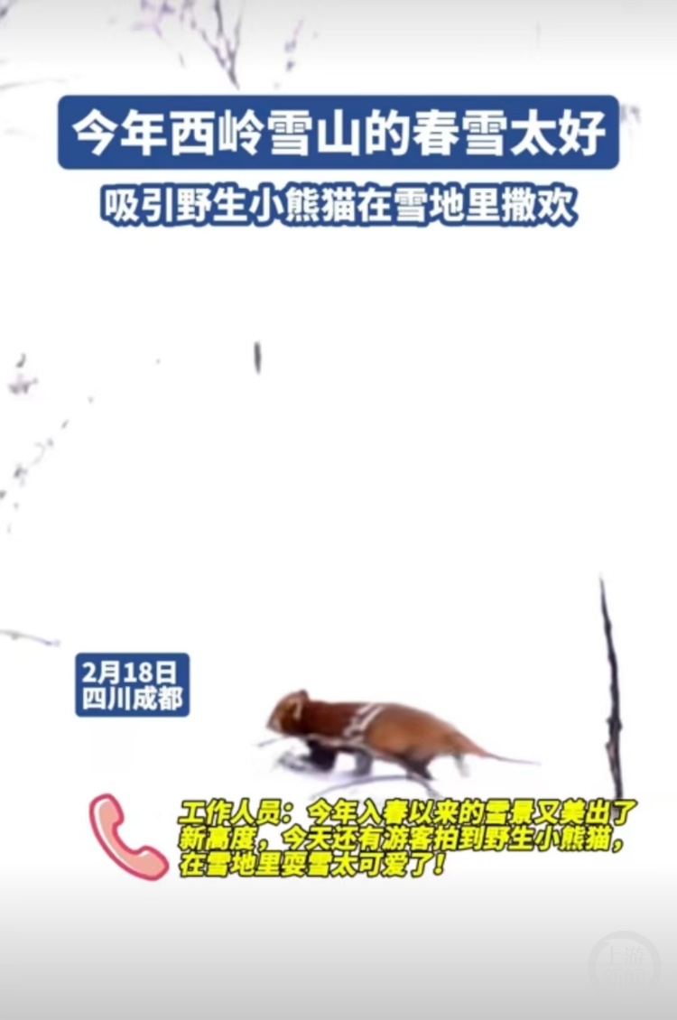 西岭雪山景区野生小熊猫尾巴受伤脱毛?林业局回应 西岭雪山景区野生小熊猫尾巴受伤脱毛?林业局回应