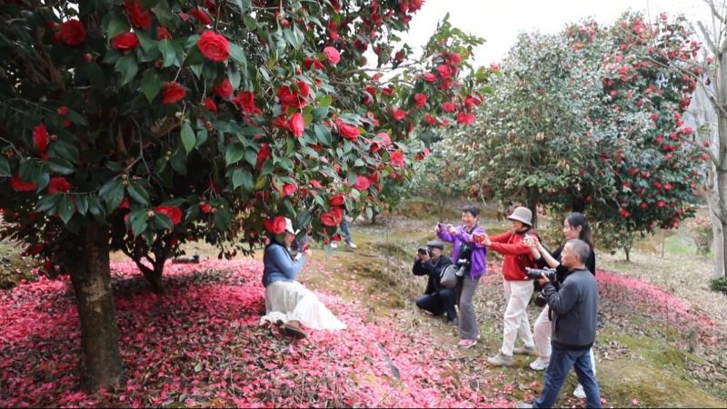 江西九江：武宁山茶花竞相绽放 游人踏青赏花纷至沓来